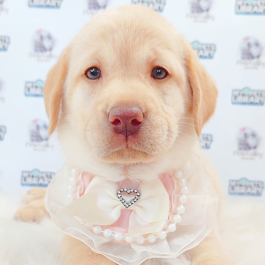 Labrador Retriever Puppy