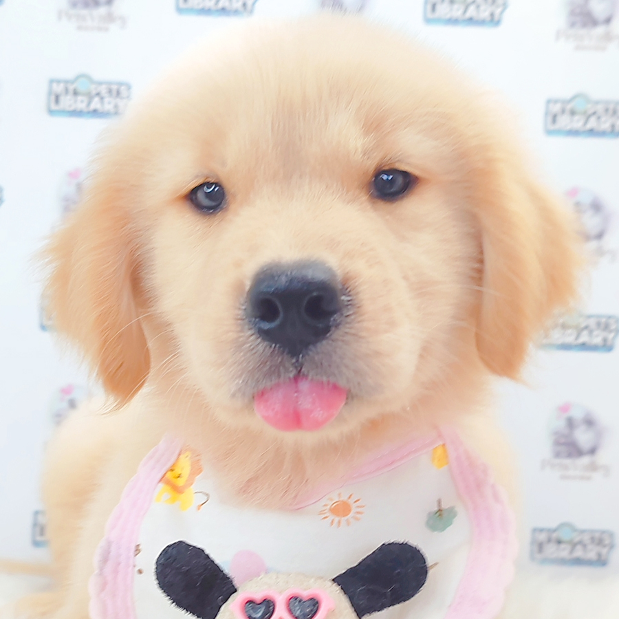 Golden Retriever Puppy
