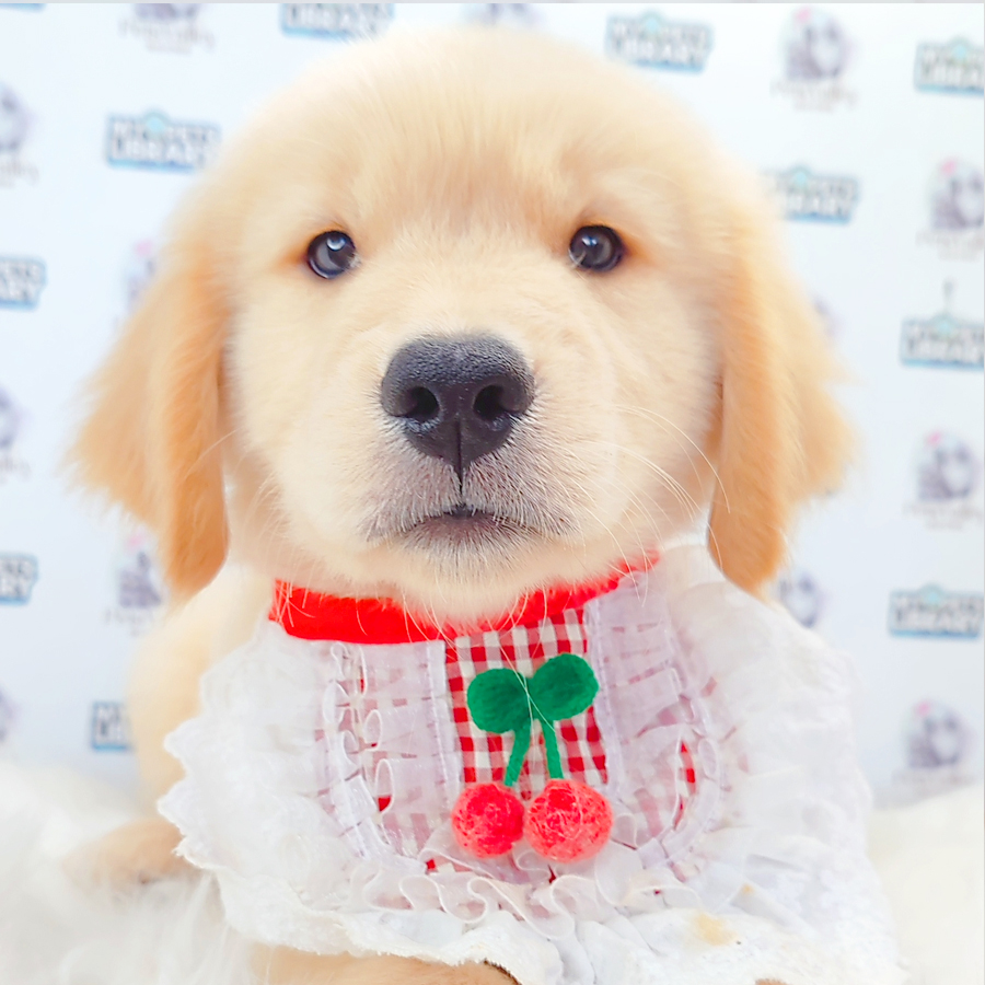 Golden Retriever Puppy