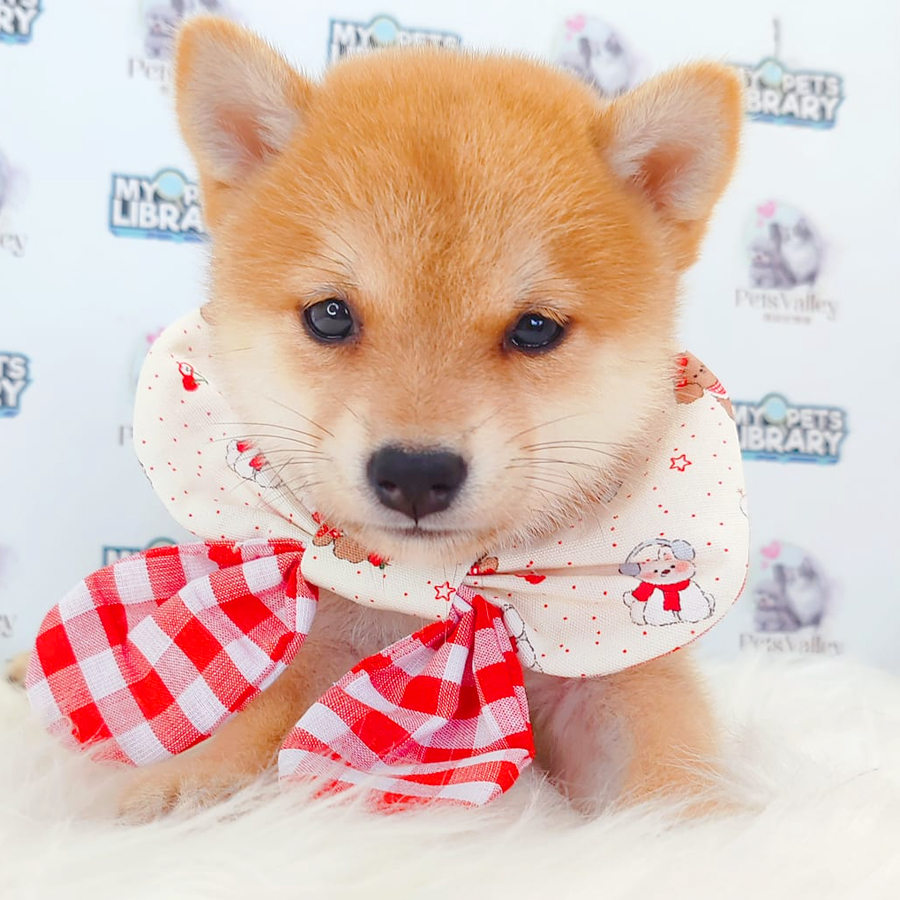 Mame Shiba Inu Puppy