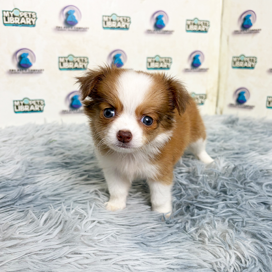 Long Coat Chihuahua Puppy