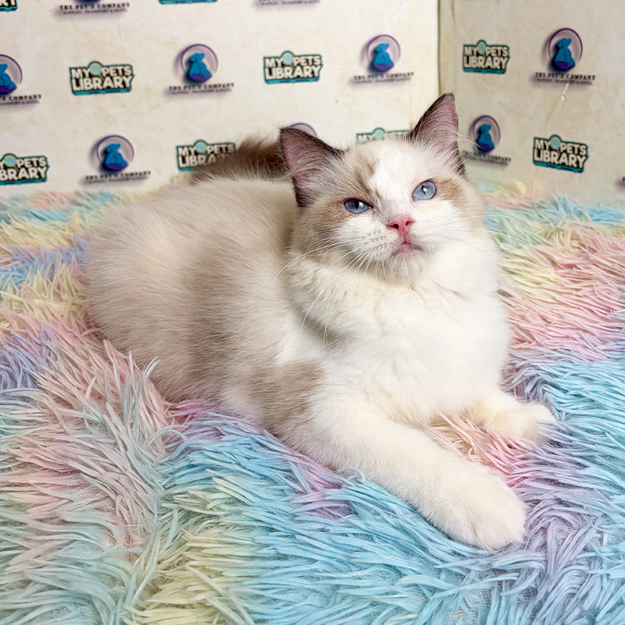 Ragdoll Kitten