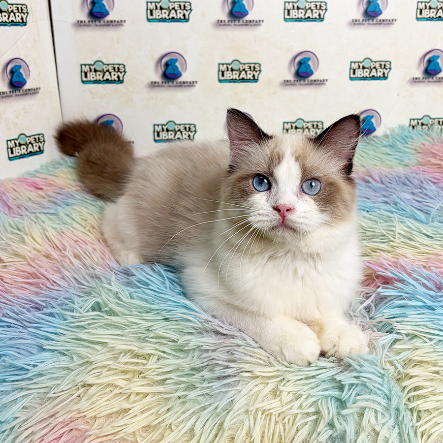 Ragdoll Kitten