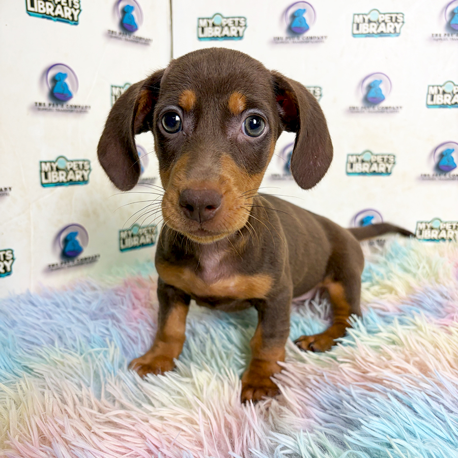 Daschund Puppy