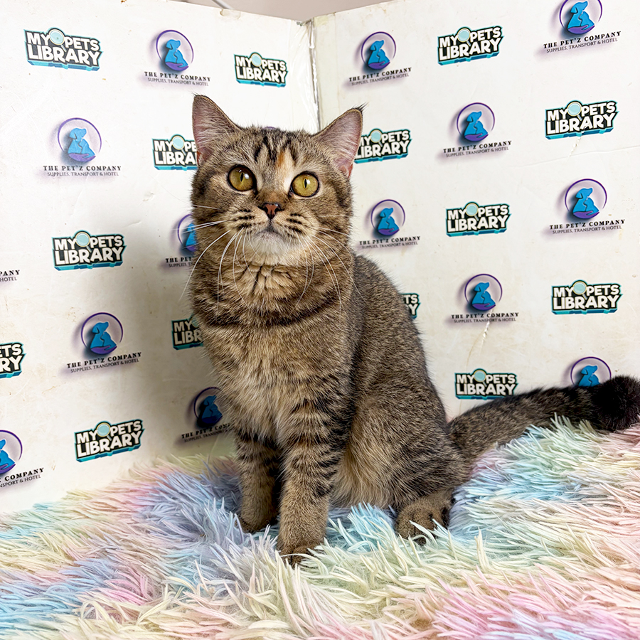 British Shorthair Kitten