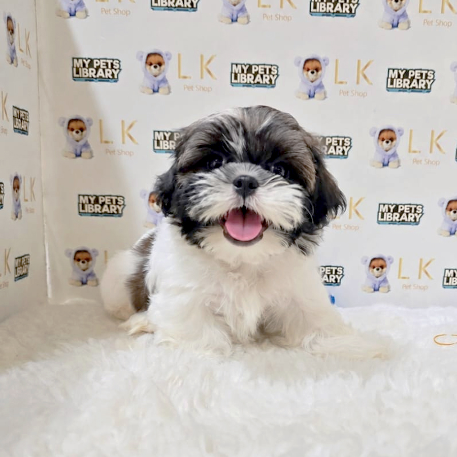 Shih Tzu Puppy