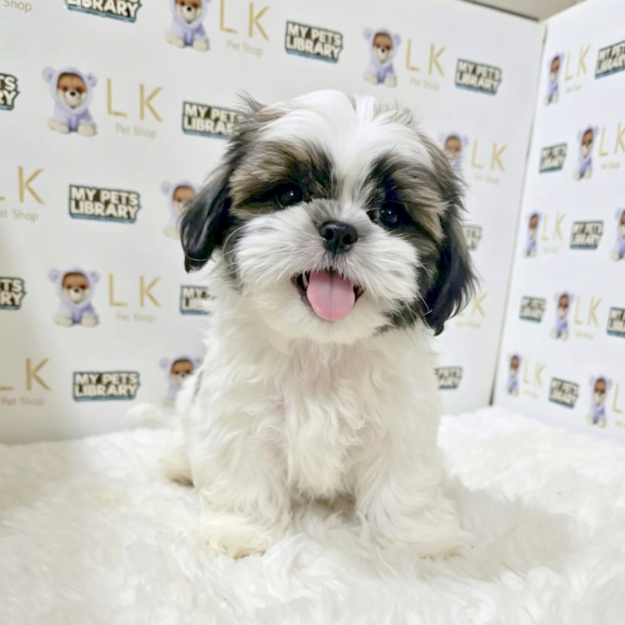Shih Tzu Puppy