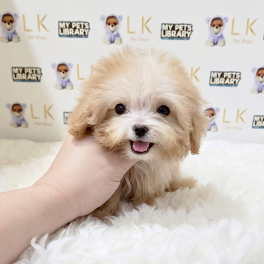 Super Tiny Maltipoo Puppy