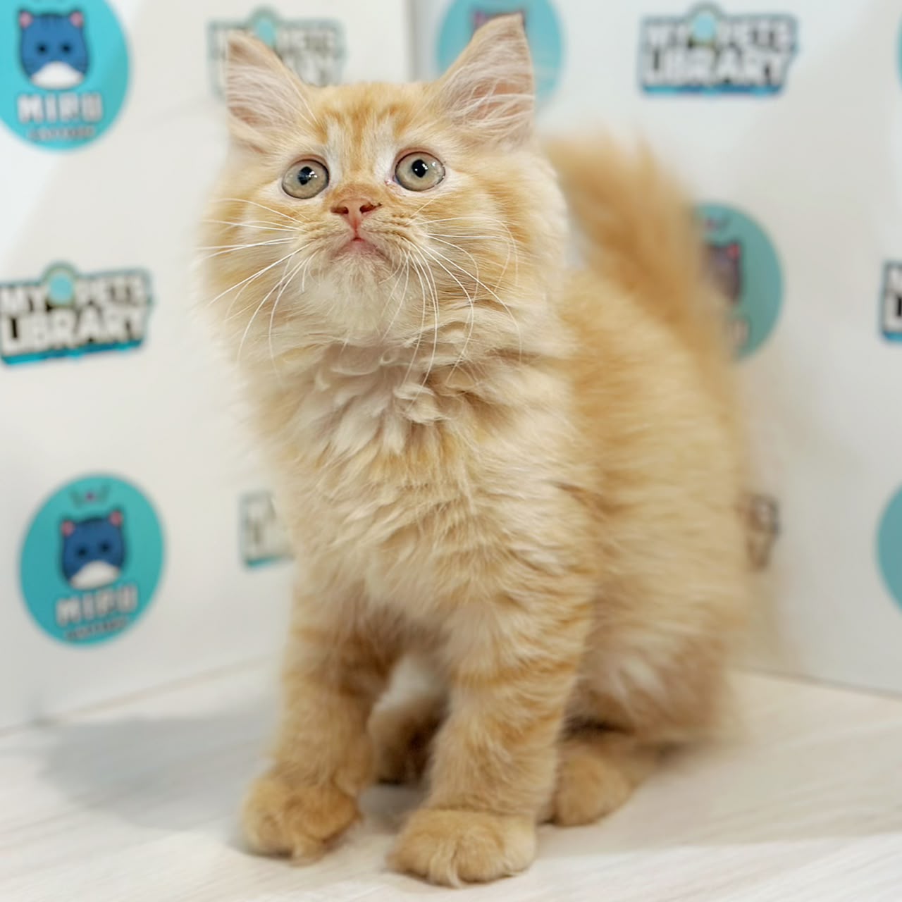 Turkish Angora Persian Kitten