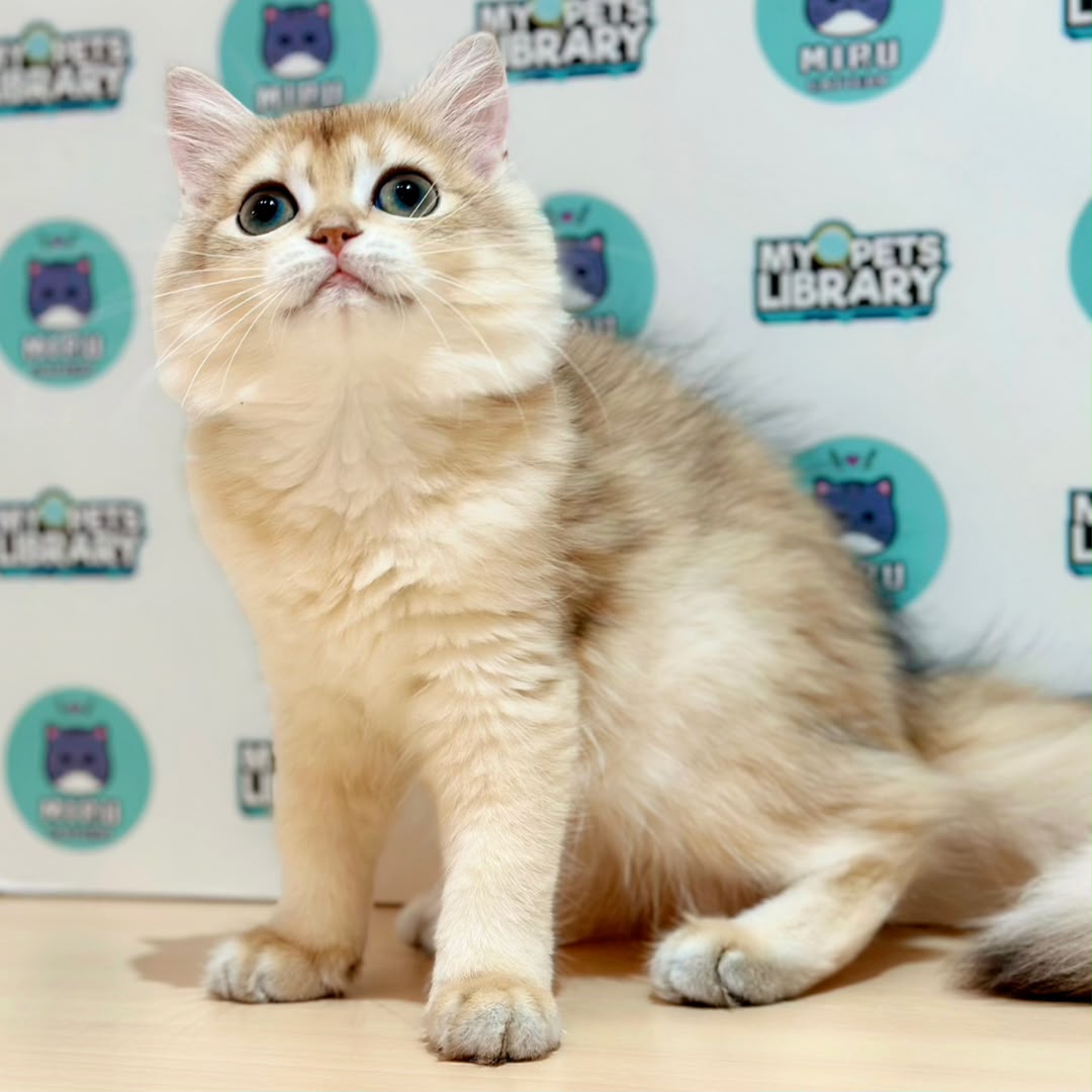 British Longhair Kitten