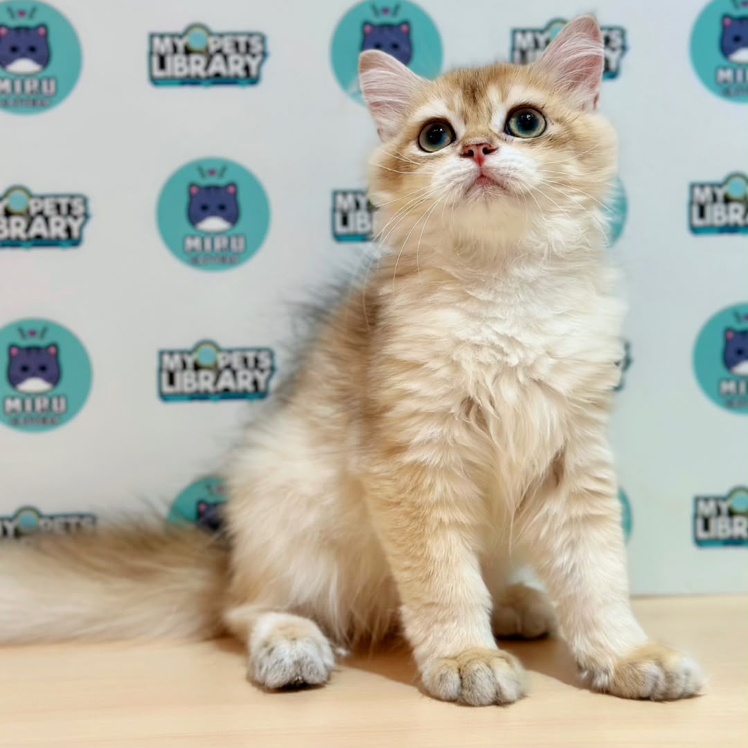 British Longhair Kitten