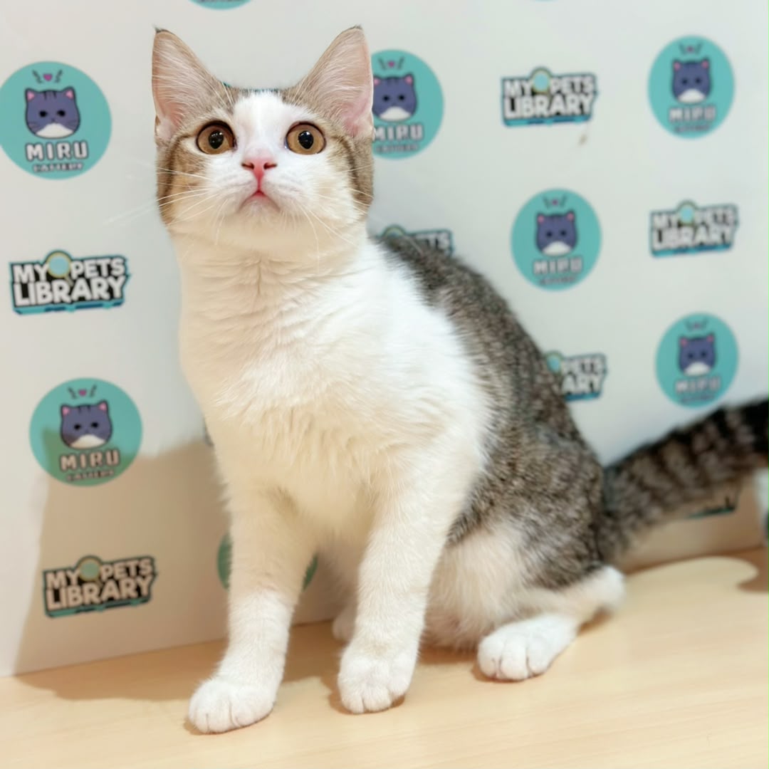 Scottishsraight Kitten