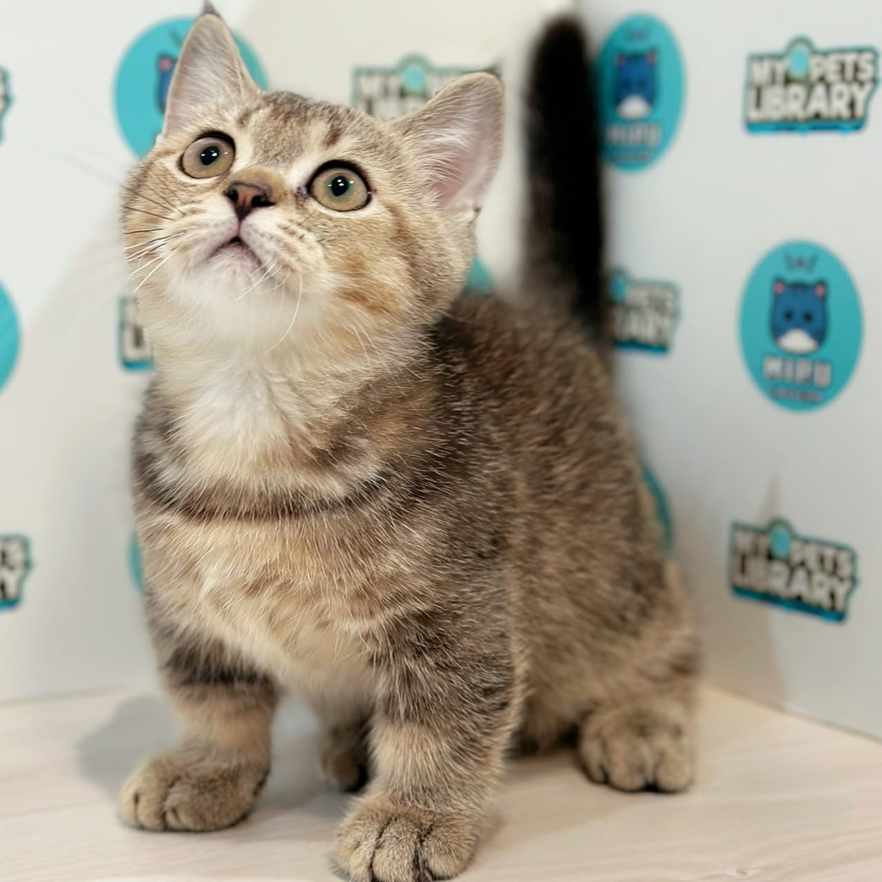 Munchkin British Shorthair Kitten