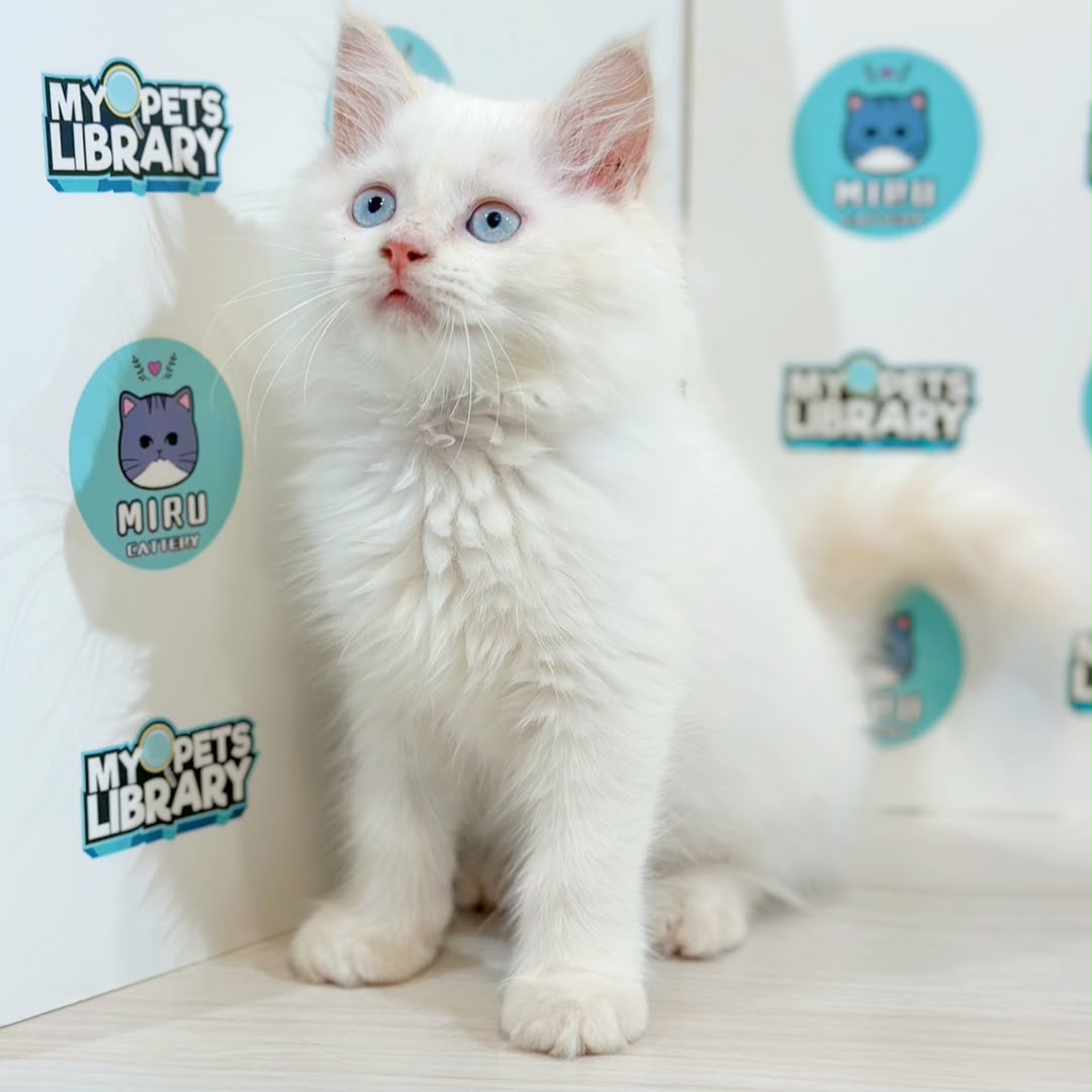 Turkish Angora Persian Kitten