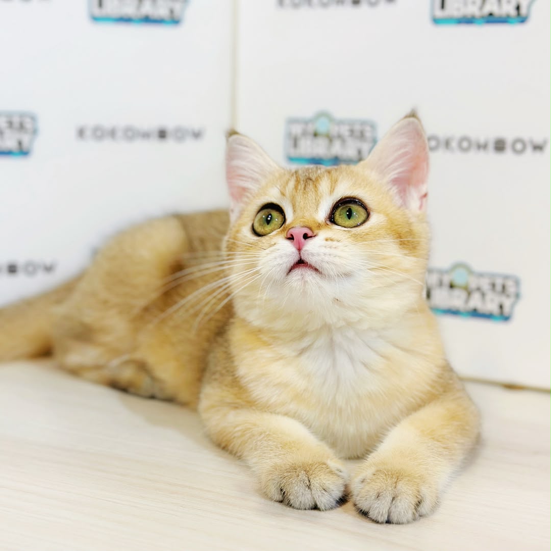 British Shorthair Kitten