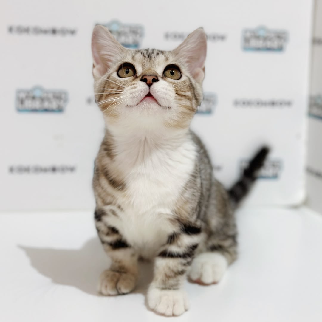 Short Munchkin American Shorthair Kitten