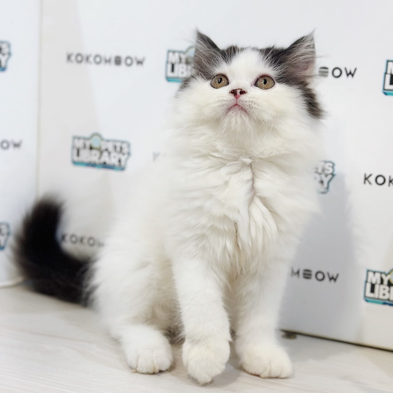 Persian Kitten
