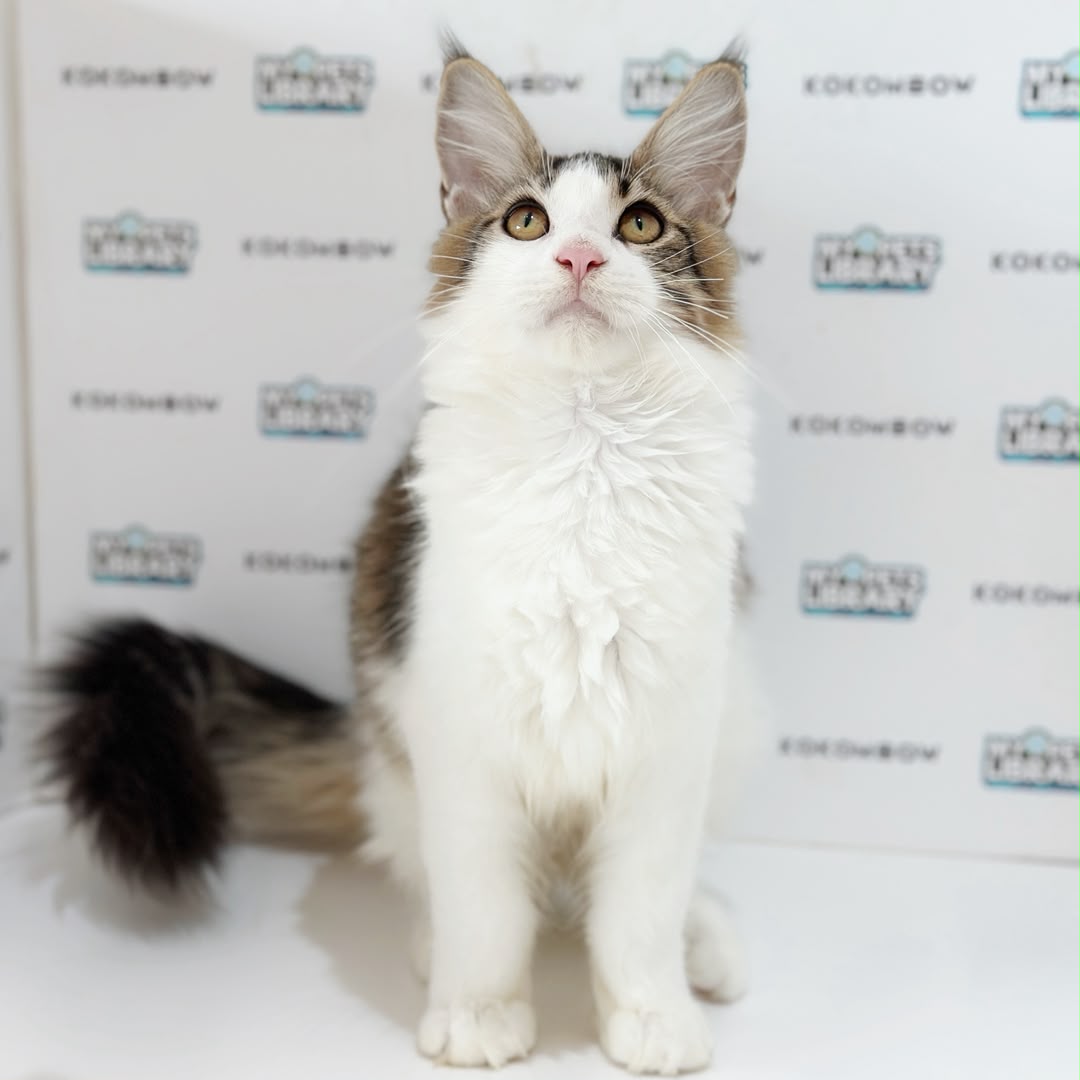 Maine Coon Kitten