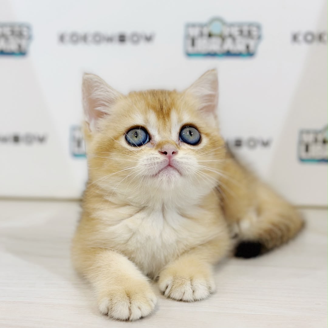 British Shorthair Kitten