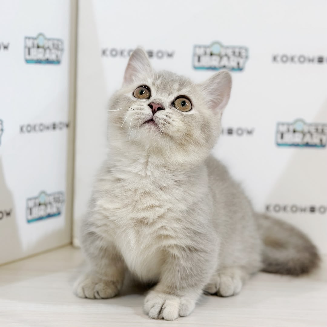 Super Short Munchkin British Shorthair Kitten
