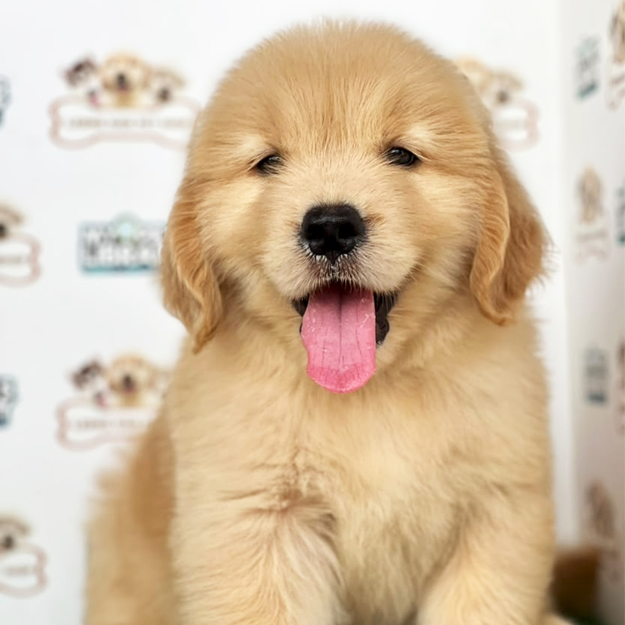 Golden Retriever Puppy