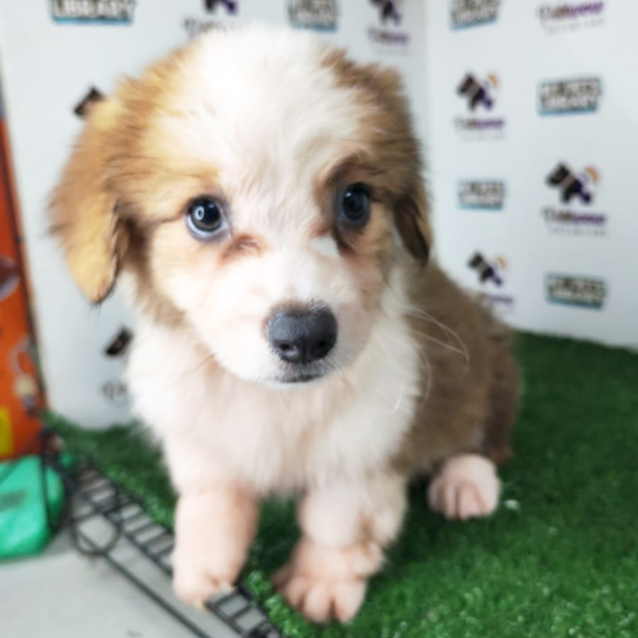 Pembroke Welsh Corgi Puppy