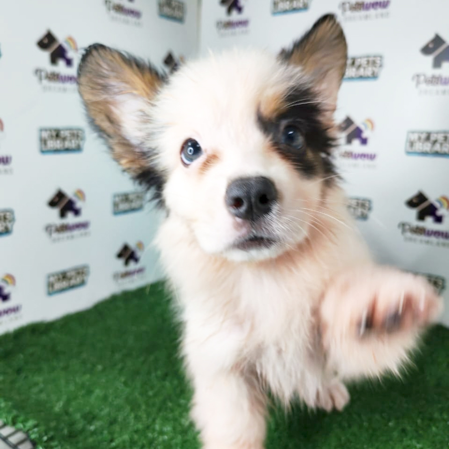 Pembroke Welsh Corgi Puppy