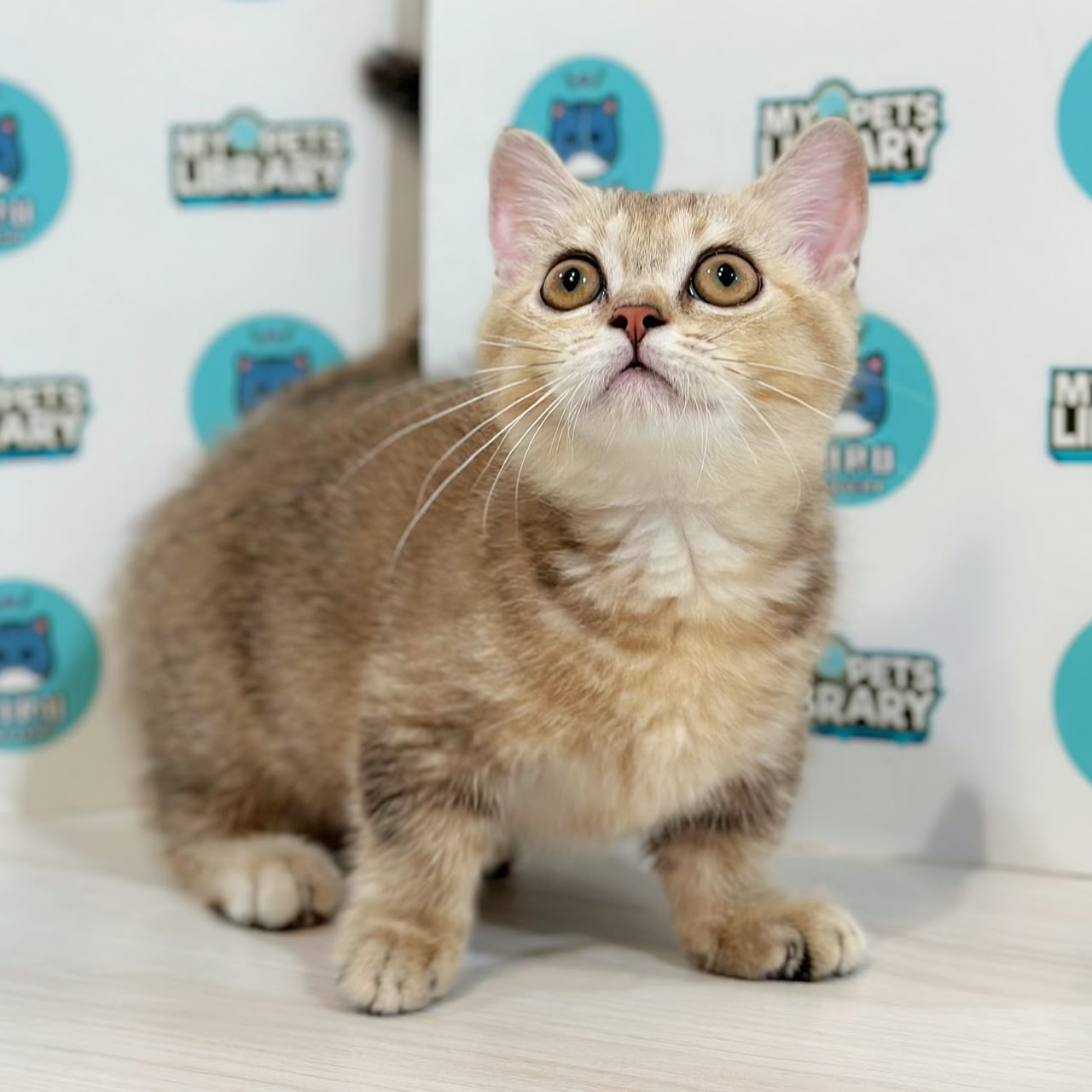 Munchkin British Shorthair Kitten