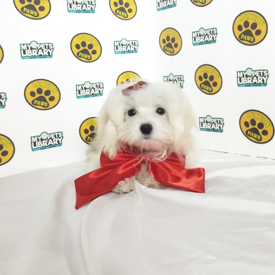 Maltipoo Puppy