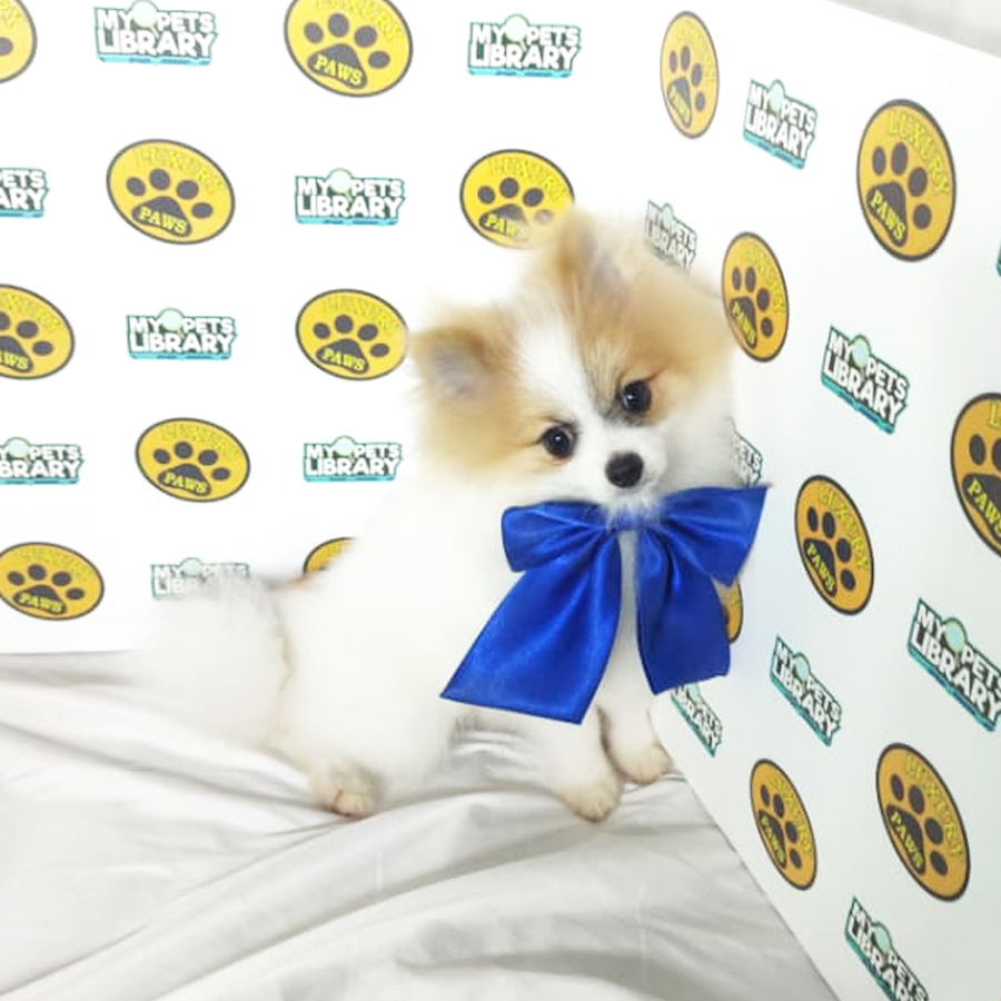 Pomeranian Puppy
