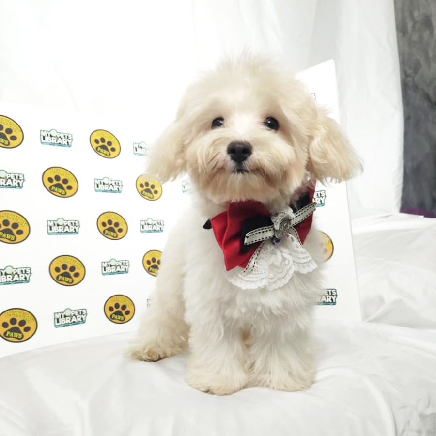 Maltipoo Puppy