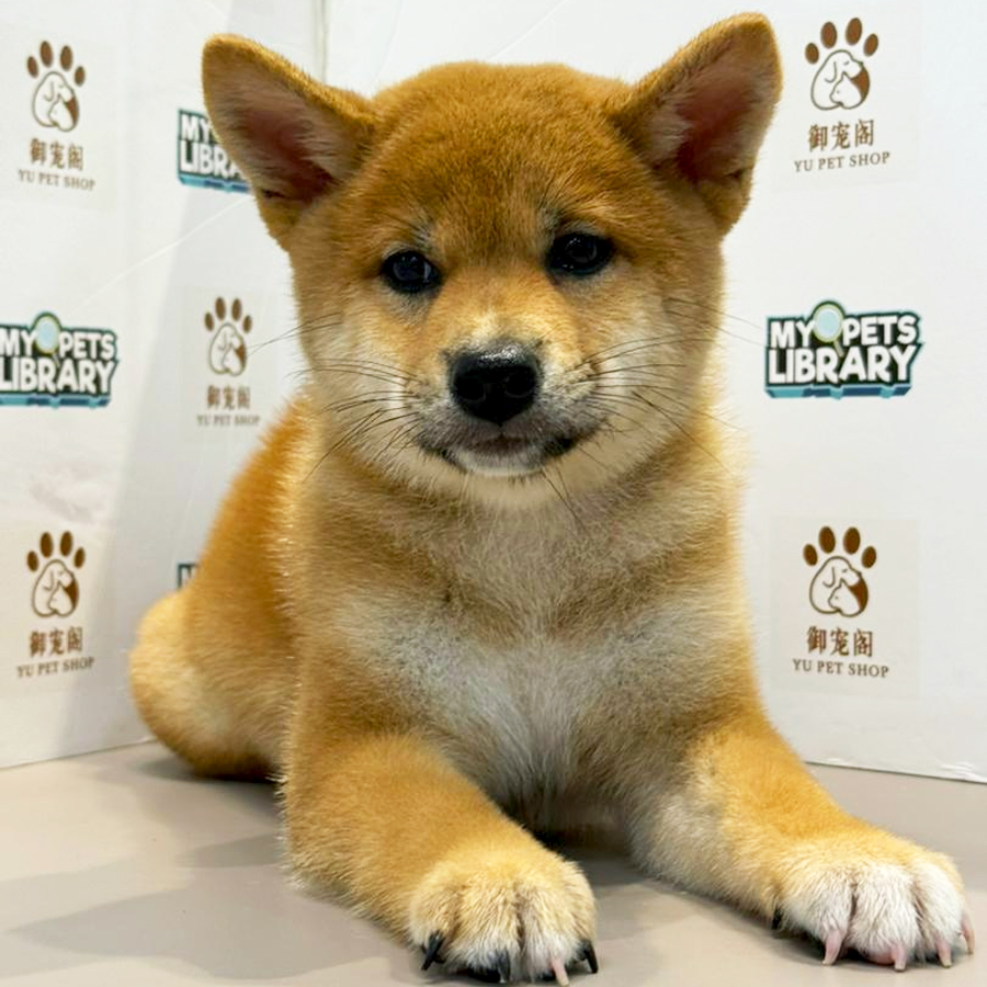 Mame Shiba Inu Puppy