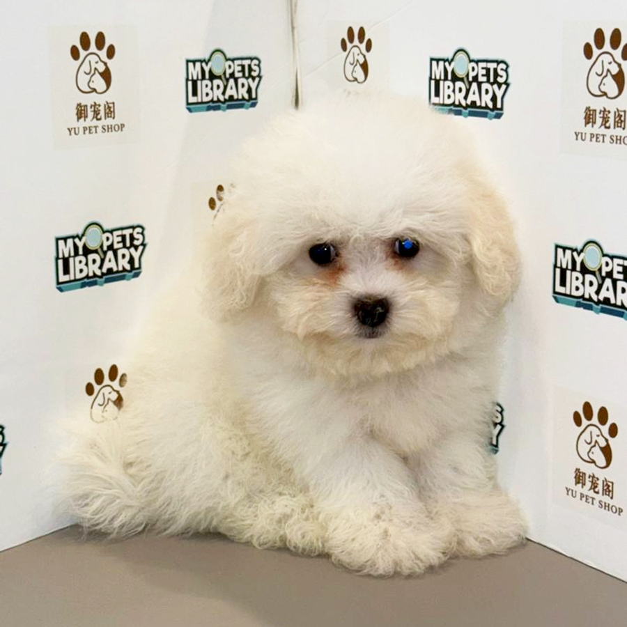 Mini Bichon Frise Puppy