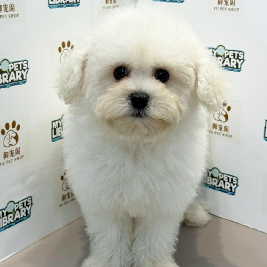 Mini Bichon Frise Puppy