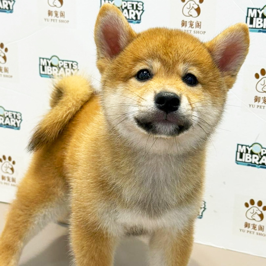 Mame Shiba Inu Puppy