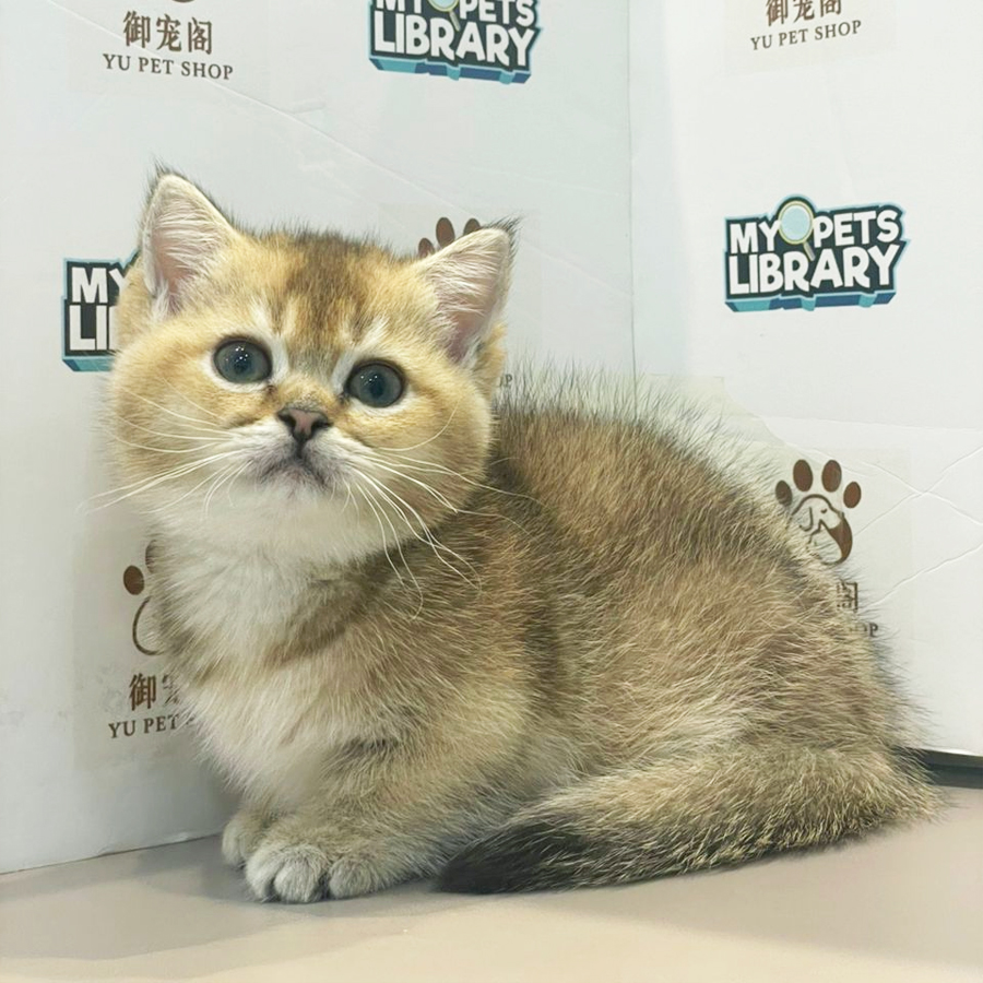 Munchkin Kitten