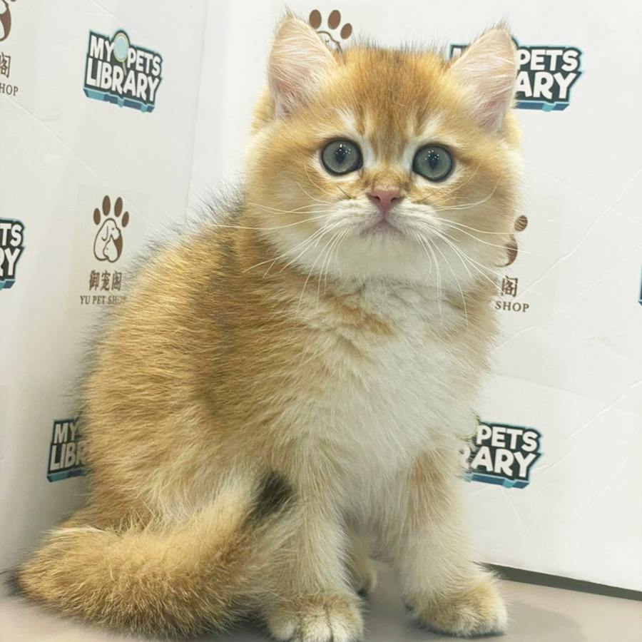 British Shorthair Kitten