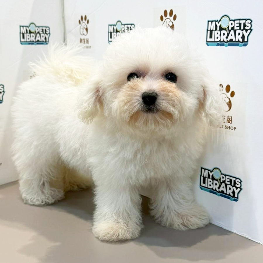 Mini Bichon Frise Puppy