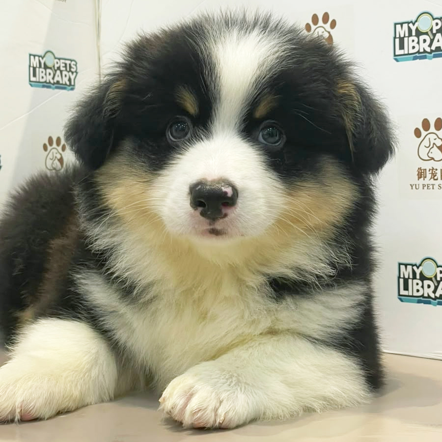 Welsh Corgi Puppy