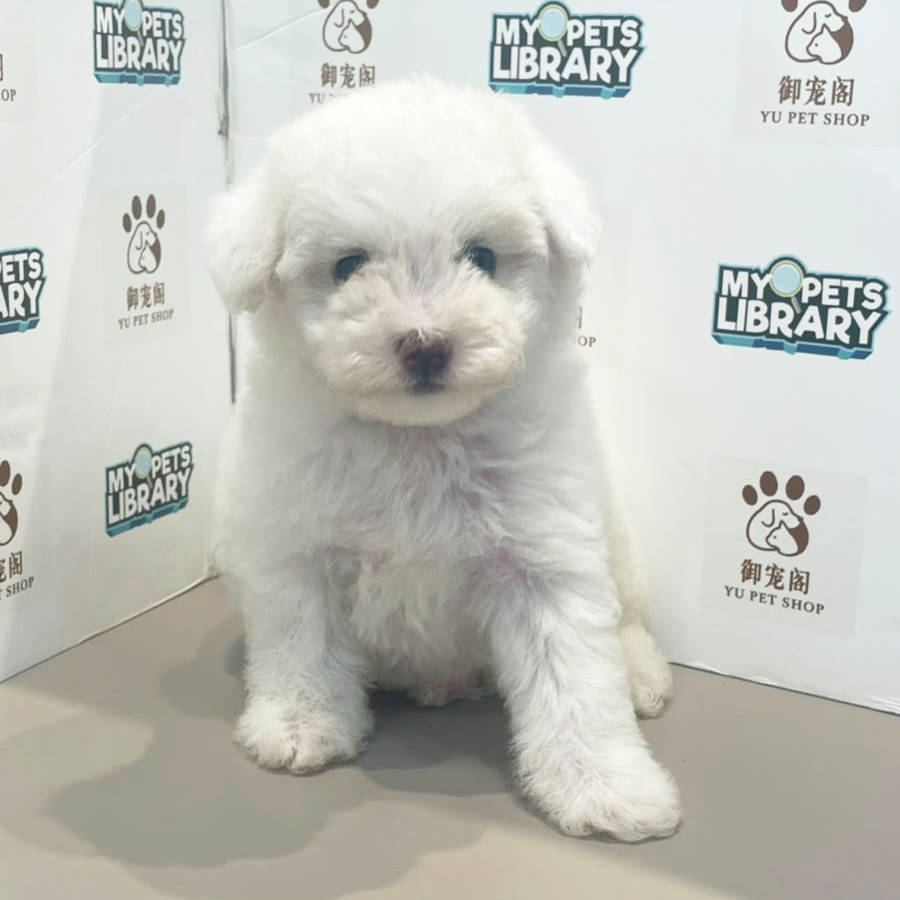 Poochon Puppy