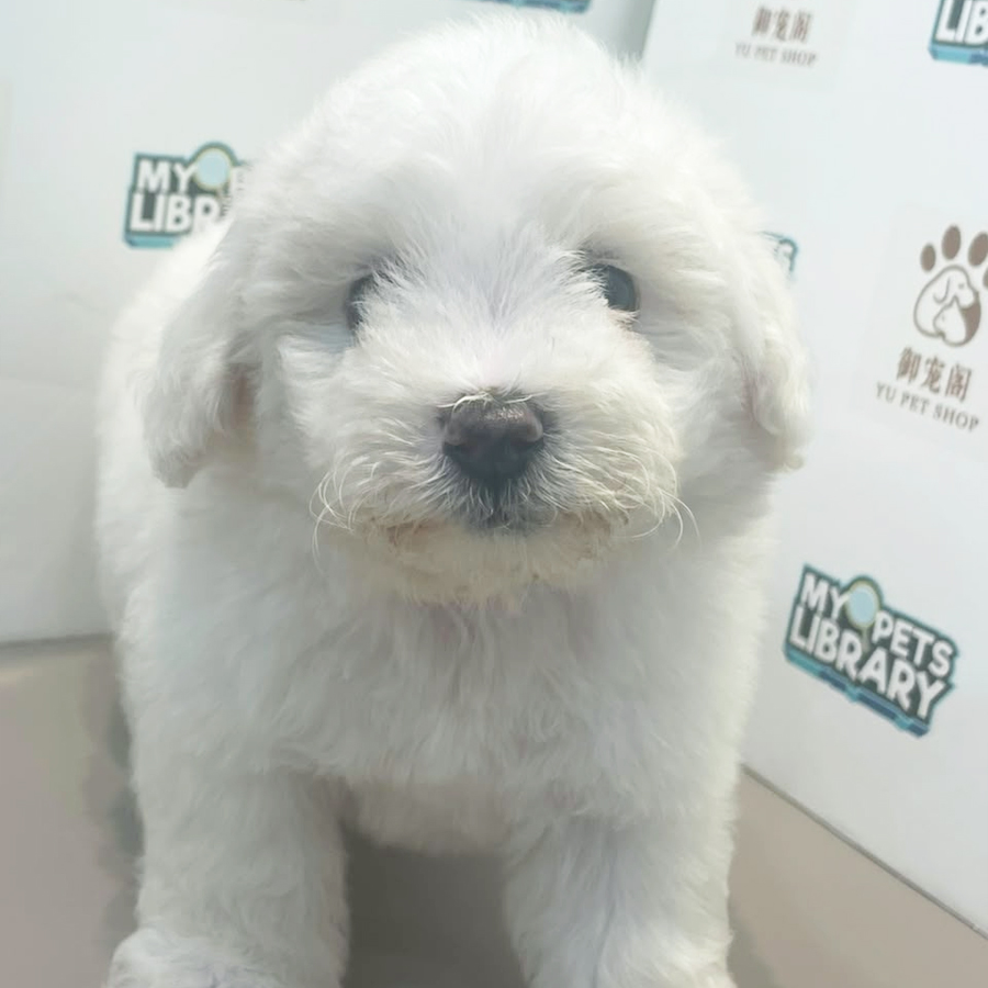 Poochon Puppy