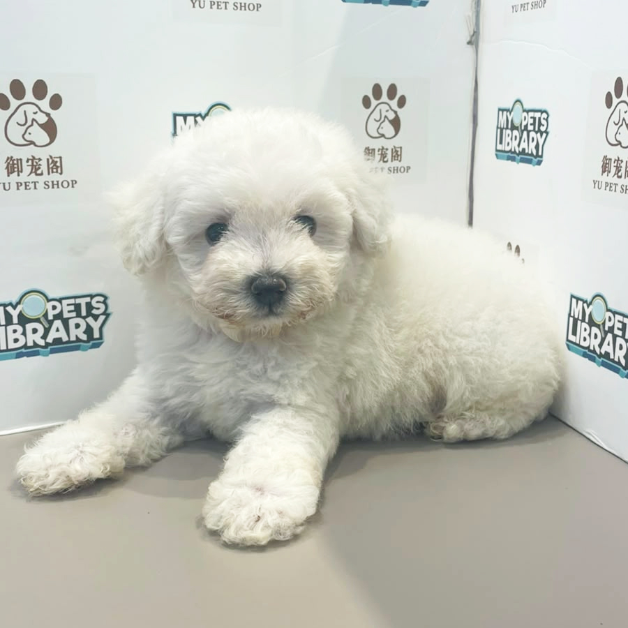 Poochon Puppy