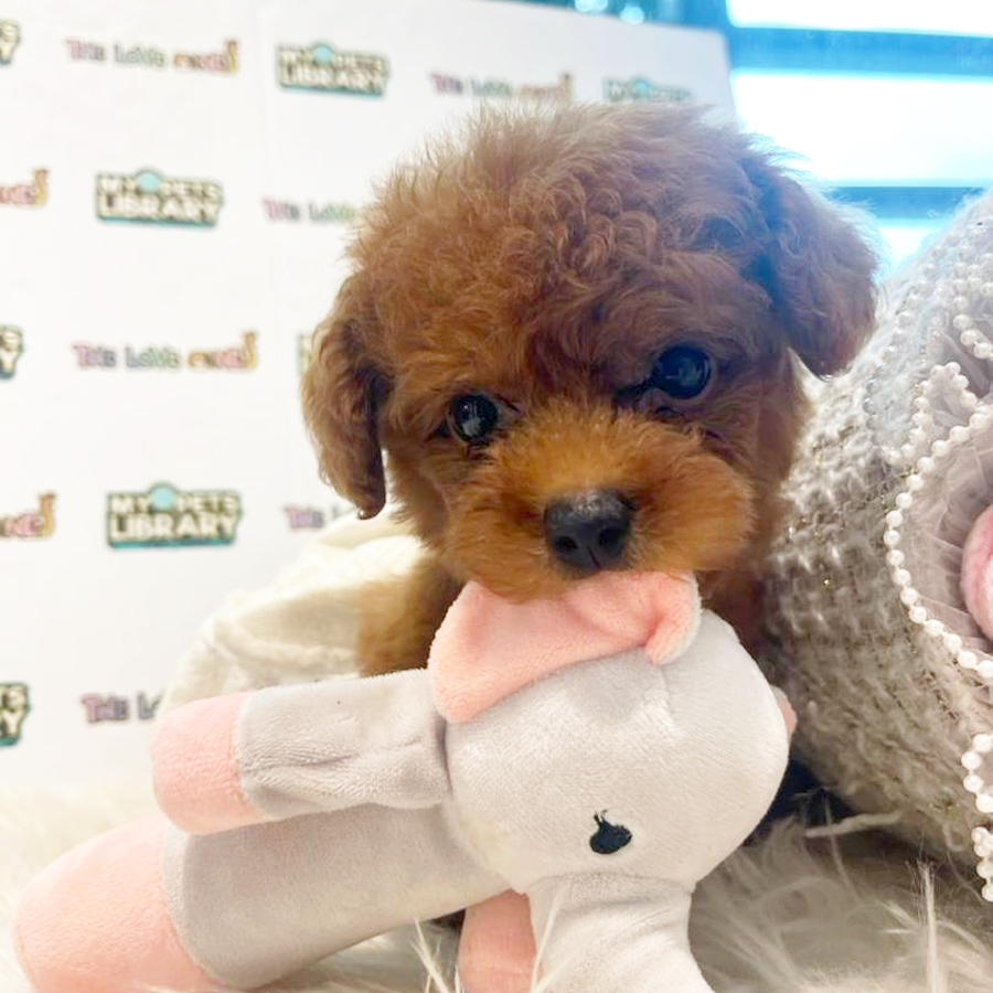 Tiny Poodle Puppy