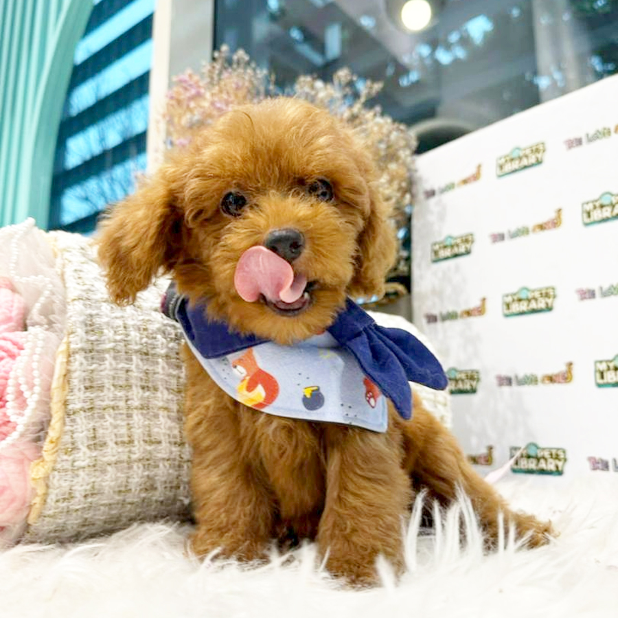Tiny Poodle Puppy