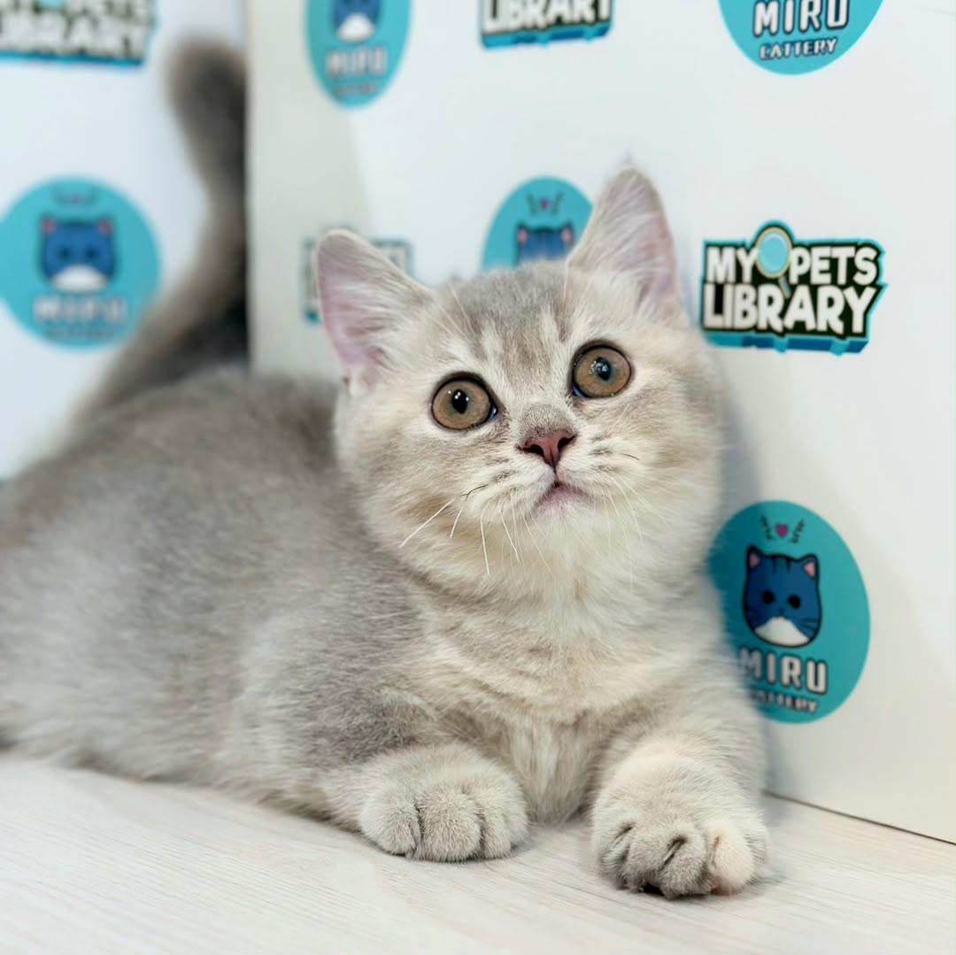 Munchkin British Shorthair Kitten