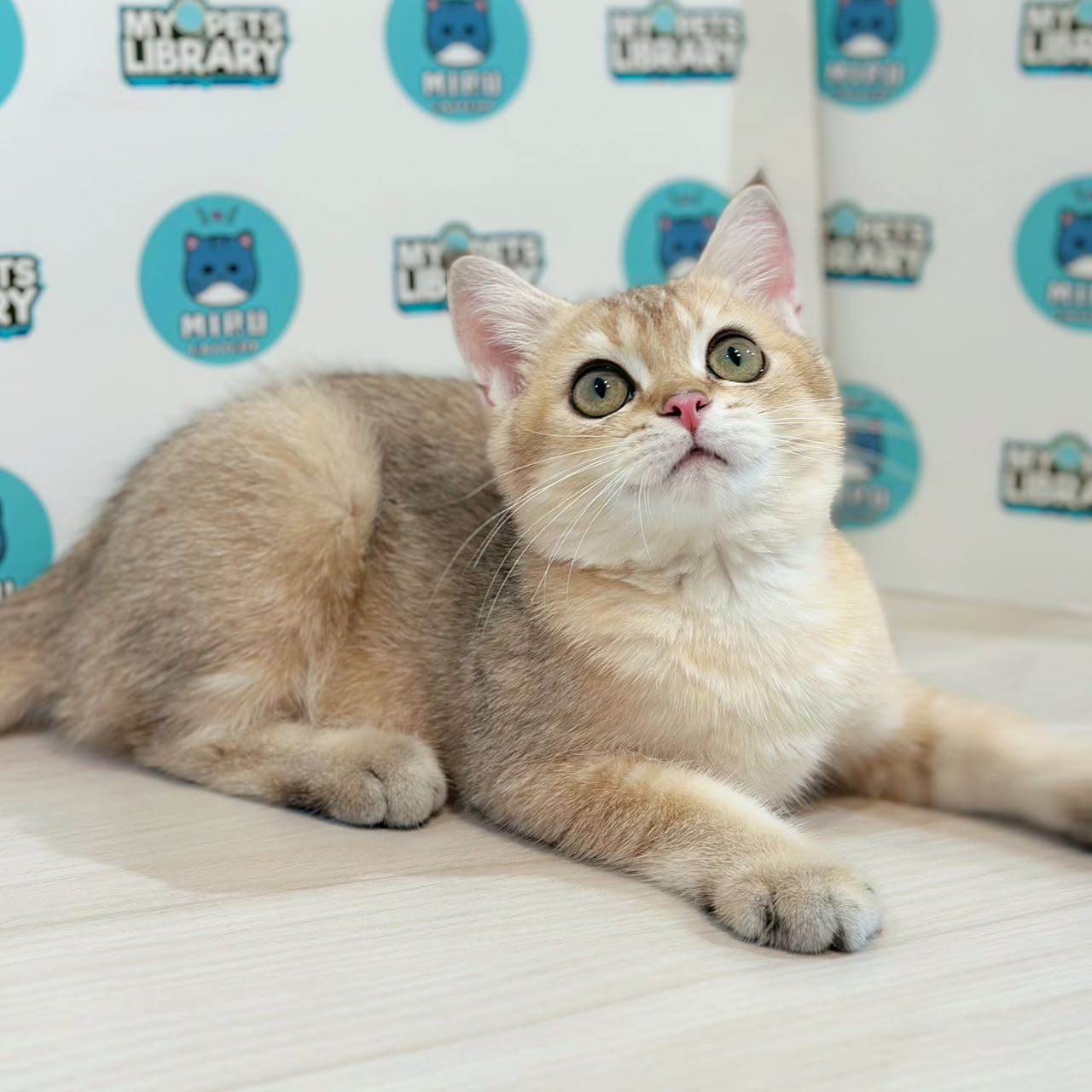 British Shorthair Kitten