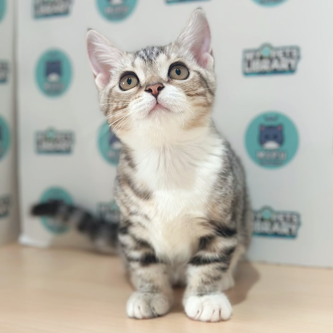 Short Munchkin American Shorthair Kitten