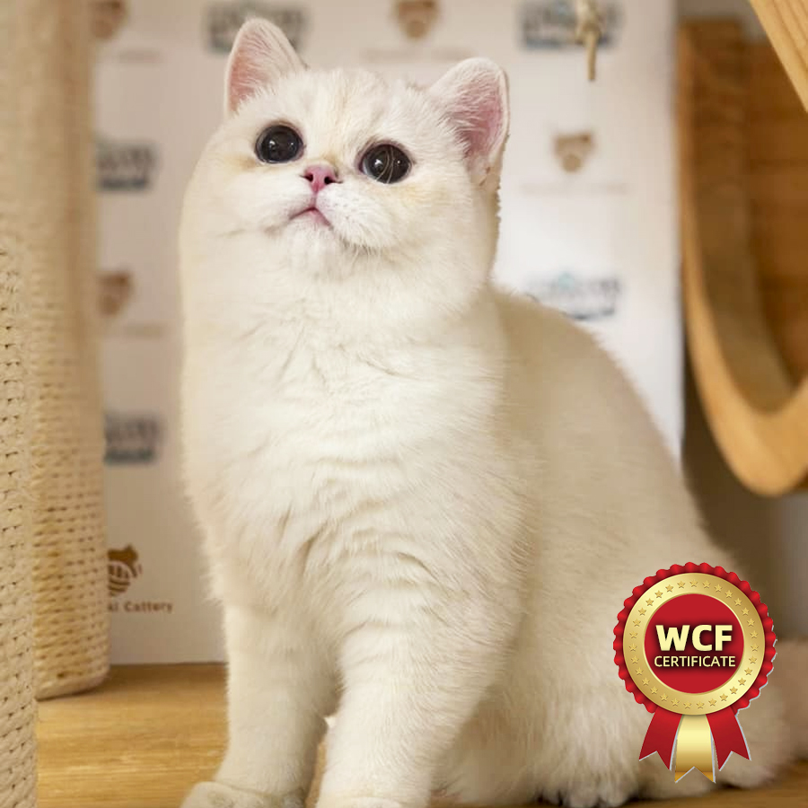 WCF British Shorthair Kitten