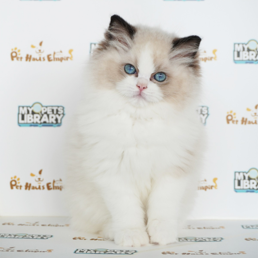 Ragdoll Kitten