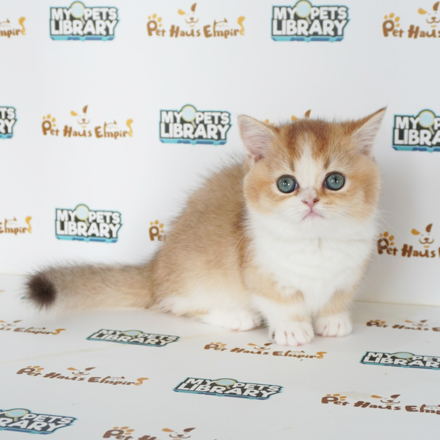Munchkin Kitten